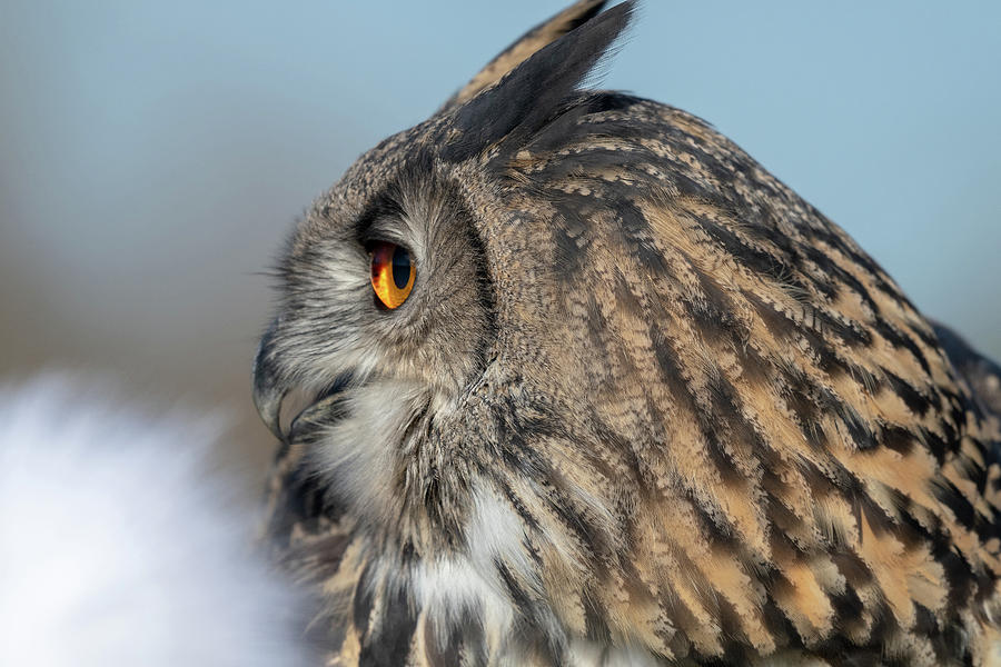 Eurasian Eagle Owl Profile Photograph by Mark Hunter