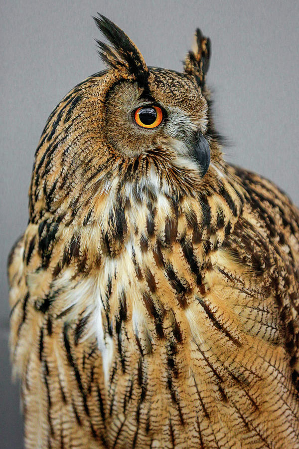Eurasian Eagle Owl Profile Photograph by Wes and Dotty Weber