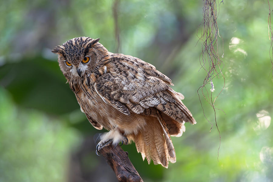 Eurasian Eagle-owl Photograph by Taksing (????)