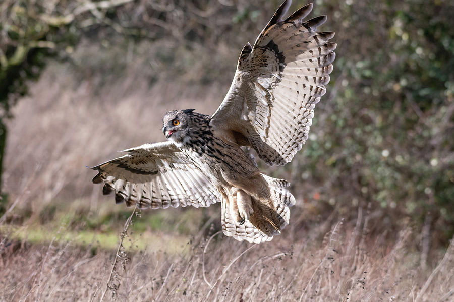 Owl Photograph - Eurasian Eagle Owl with Open Wings by Mark Hunter