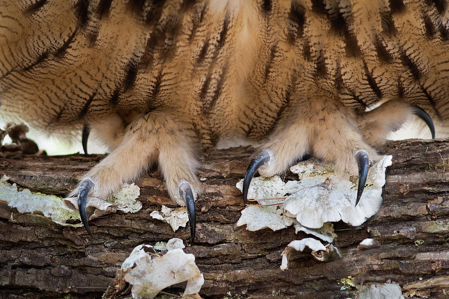 Eurasian Eagle Owls Talons Closeup Photograph by Cavan Images - Fine ...