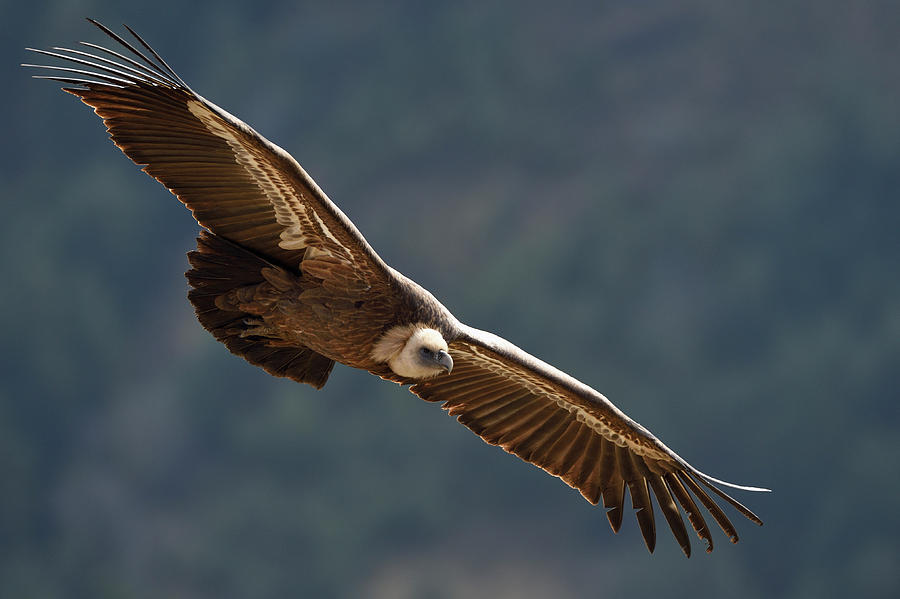 Eurasian Griffon Vulture In Flight, Cevennes, France Photograph by ...