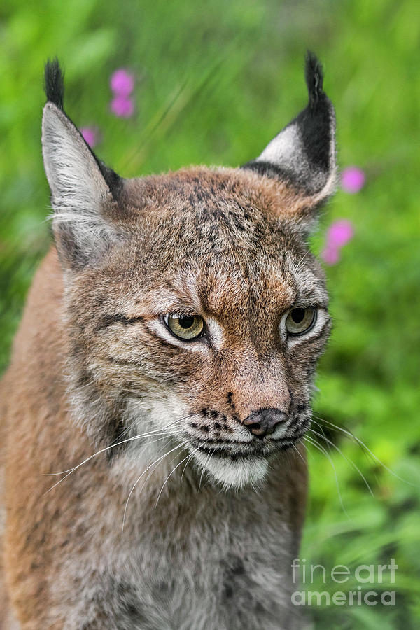 Eurasian lynx Photograph by Arterra Picture Library