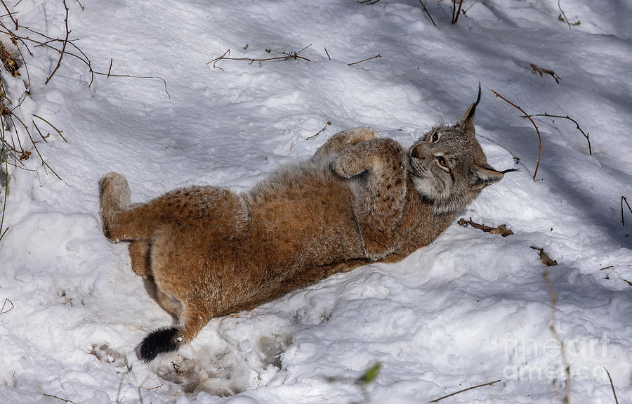 Eurasian Lynx Basking In The Snow In Late Winter Photograph by Bob Gibbons/science Photo Library