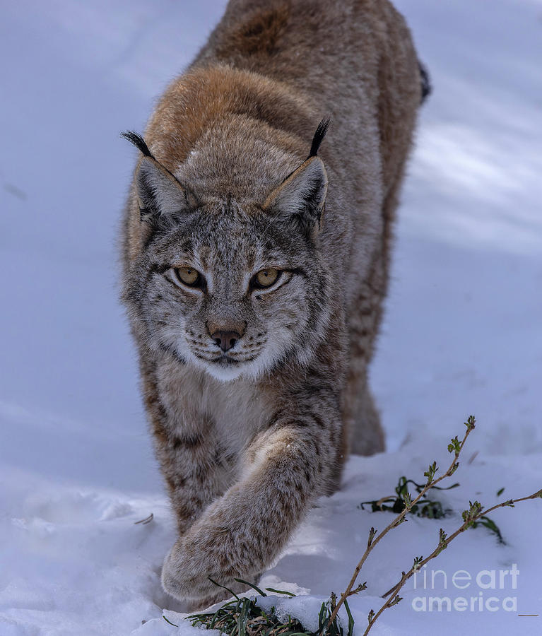 Eurasian Lynx Photograph by Bob Gibbons/science Photo Library