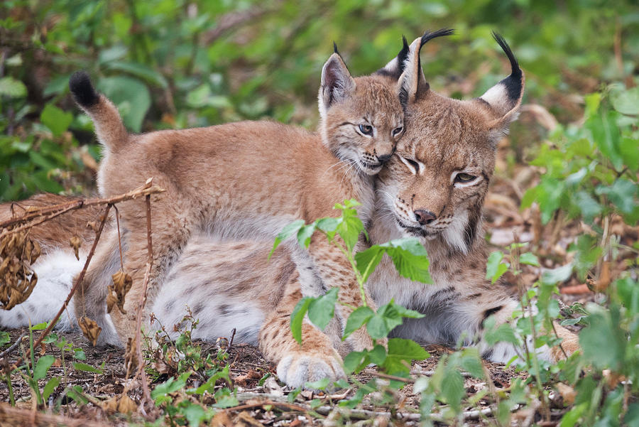 Eurasian Lynx Kitten, Aged Eight Weeks, Cuddling Its Mother Photograph ...