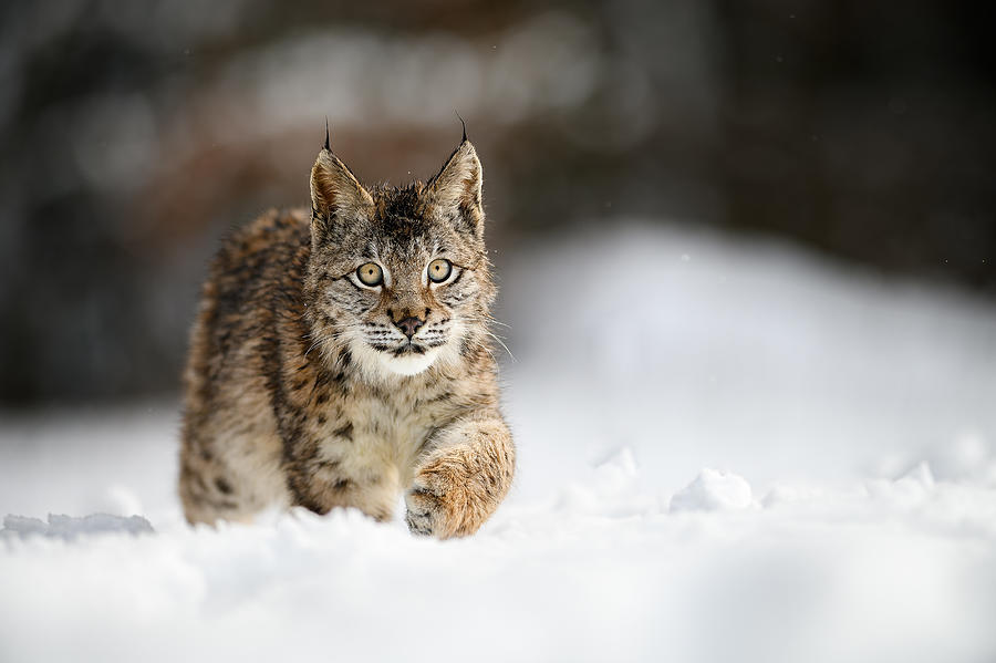 Eurasian Lynx (lynx Lynx) Photograph by Jan Rozehnal | Fine Art America