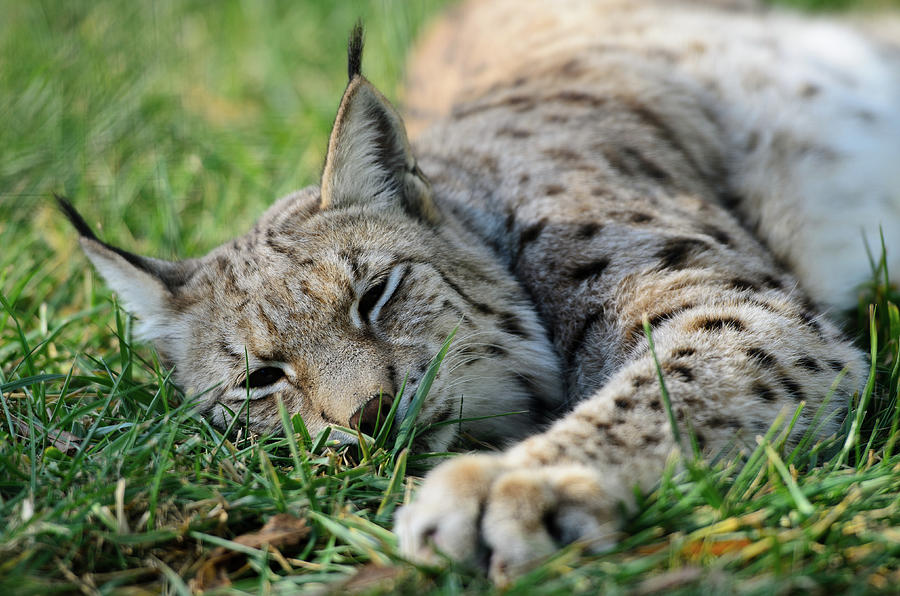Eurasian Lynx Lynx Lynx Photograph by Photo By Nassos Triantafyllou