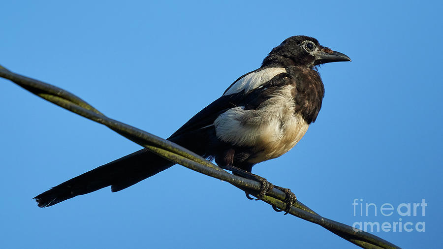 Eurasian Magpie Pica Pica Perched on Wire Photograph by Pablo Avanzini