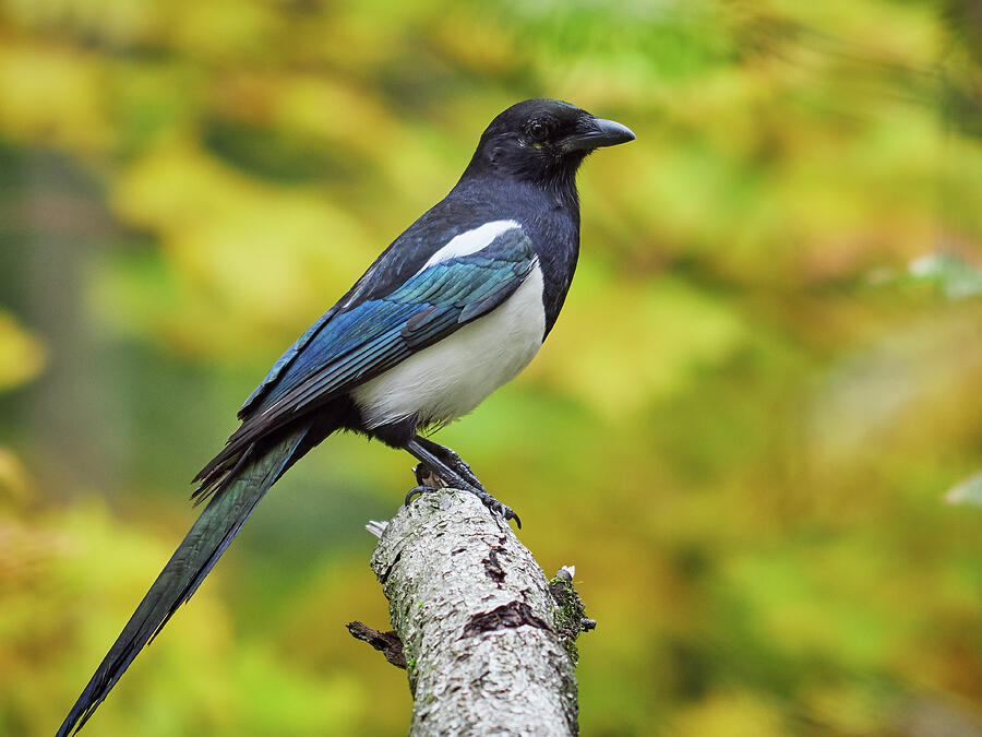 Eurasian magpie pose with colors of Fall Photograph by Jouko Lehto