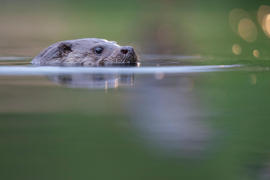 Eurasian Otter Swimming, Pusztaszer Reserve, Hungary Photograph by ...