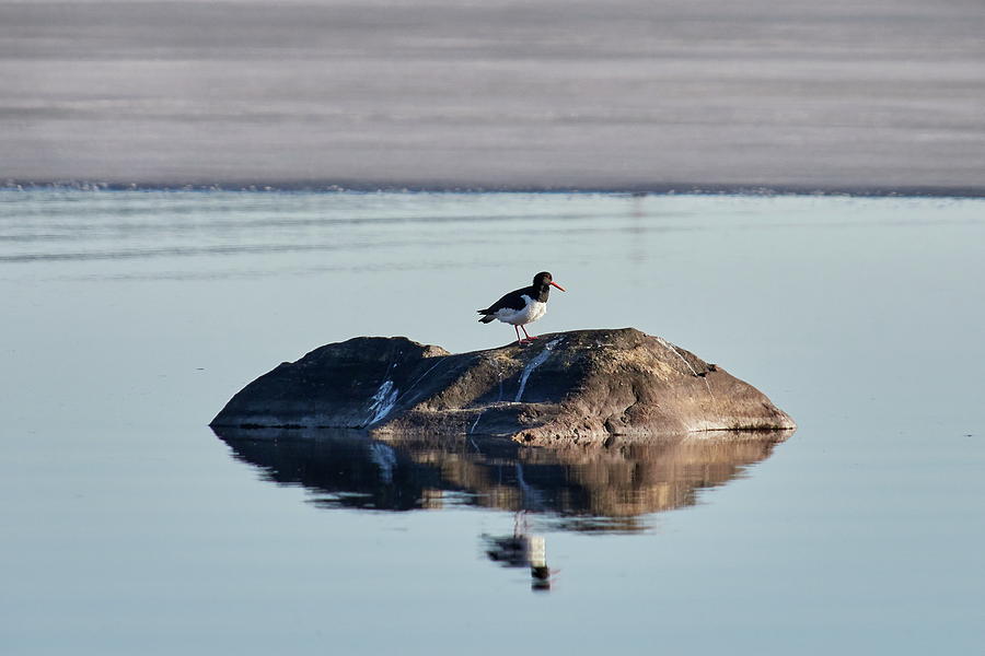 Eurasian oystercatcher on the rocks Photograph by Jouko Lehto