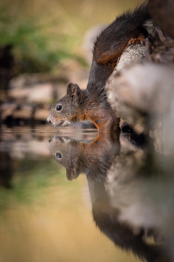 Animal Photograph - Eurasian Red Squirrel Or Sciurus Vulgaris by Petr Simon