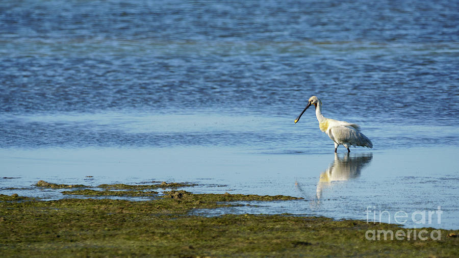 Eurasian Spoonbill Cadiz Bay Natural Park Salinas Dolores Spain Photograph by Pablo Avanzini