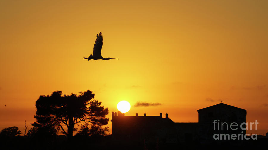 Eurasian Spoonbill Platalea Leucorodia Flying At Sunset Cadiz Spain Photograph