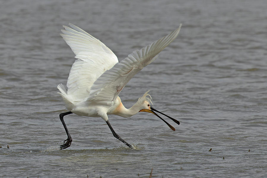 Eurasian Spoonbill Running Through Shallow Water With Beak Photograph ...