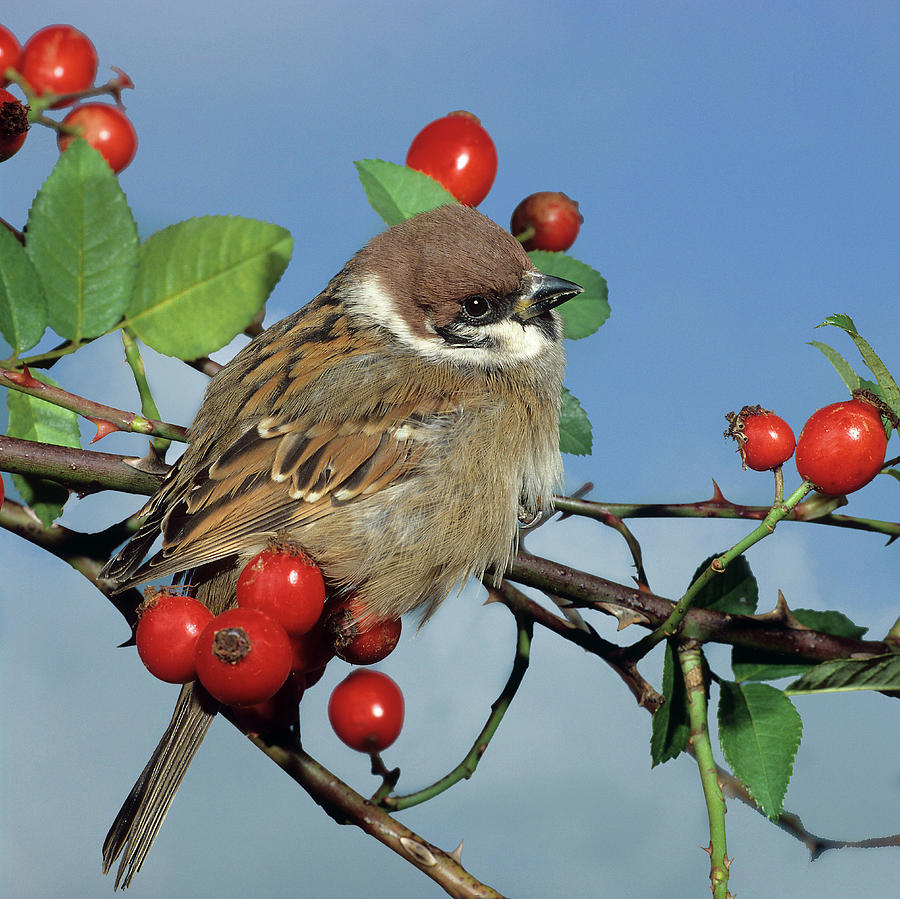 Eurasian Tree Sparrow Digital Art by Robert Maier