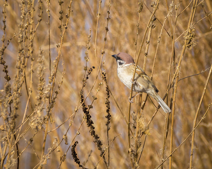 Eurasian Tree Sparrow Zhangye Wetland Park Gansu China Photograph by Adam Rainoff