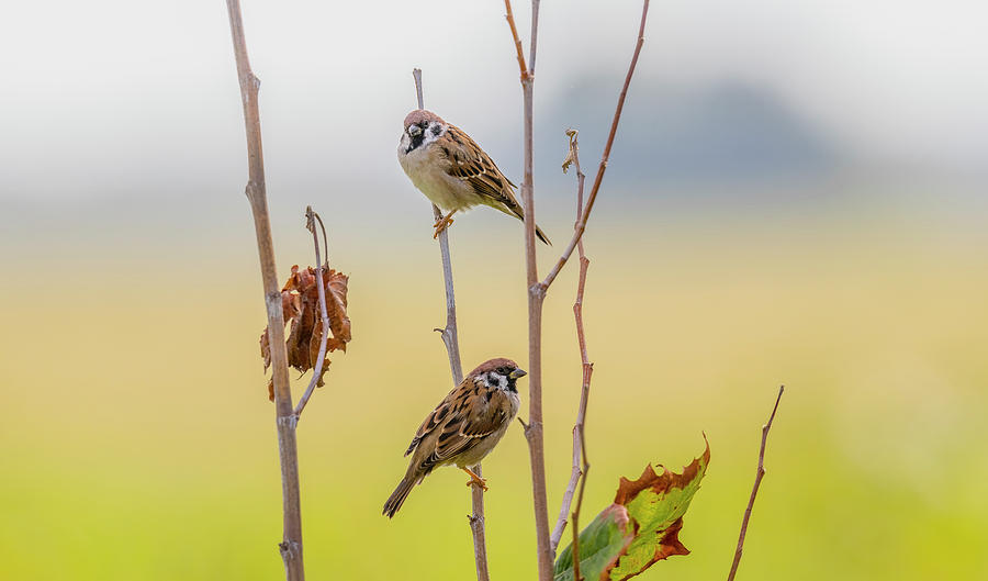 Sparrow Photograph - Eurasian Tree Sparrows by Morris Finkelstein
