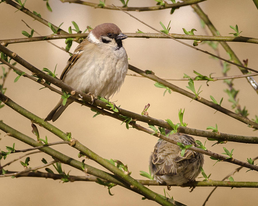 Eurasian Tree Sparrows Zhangye Wetland Park Gansu China Photograph by Adam Rainoff