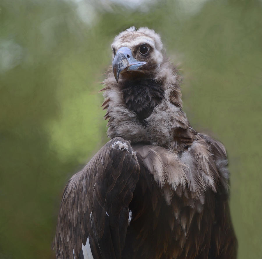 Eurasian Vulture  Photograph by Mary Lynn Giacomini