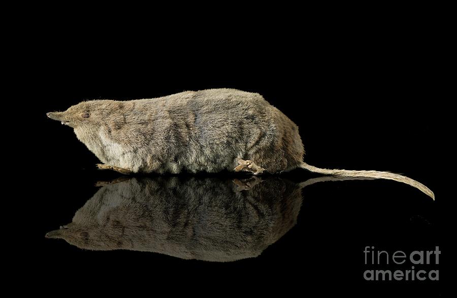 Eurasian Water Shrew Photograph by Natural History Museum, London/science Photo Library