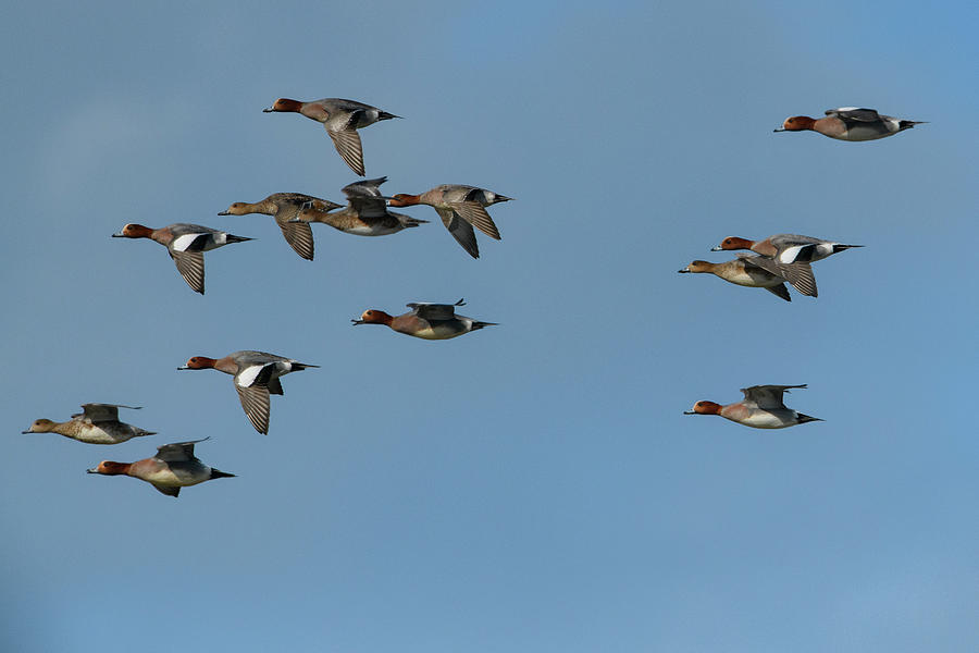 Eurasian Wigeon Flock In Flight, Amble, Northumberland Photograph by ...