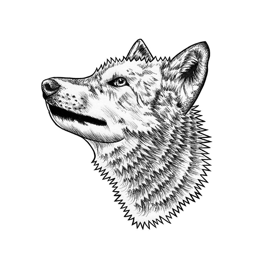 Eurasian wolf Drawing by Loren Dowding