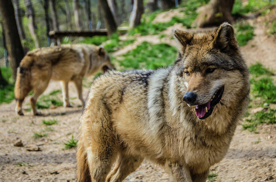 Eurasian wolf  Photograph by Tito Slack