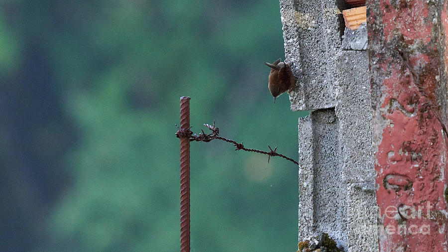 Eurasian Wren Troglodytes troglodytes Photograph by Pablo Avanzini