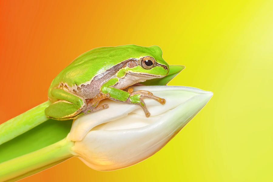 Nature Photograph - Europaean Tree Frog by Mustafa ztrk