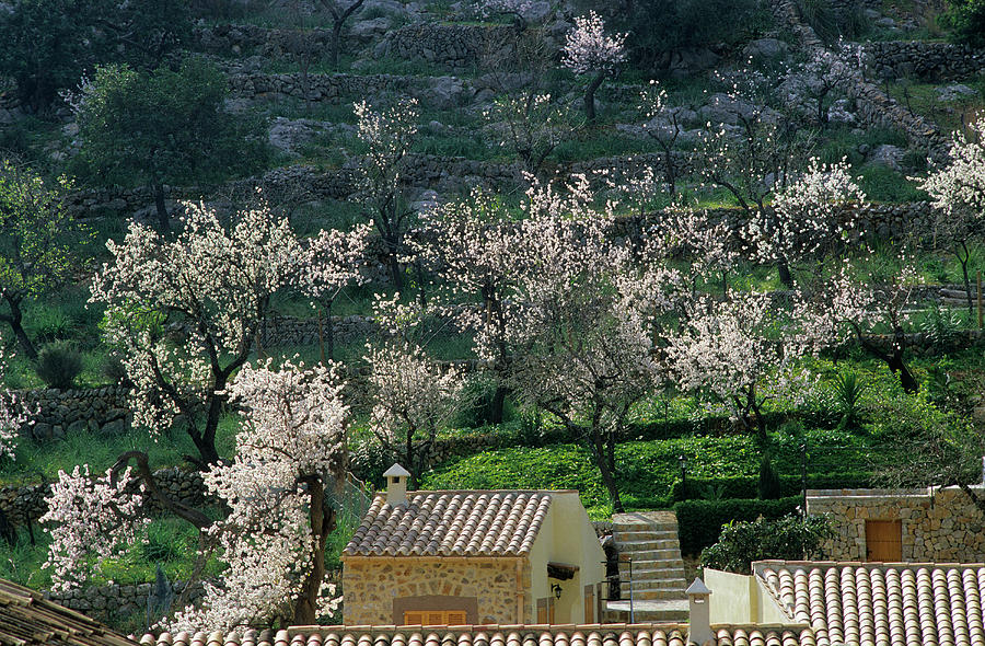 Europe, Spain, Majorca, Caimari, Bloomy Almond Trees Photograph by H.& D. Zielske