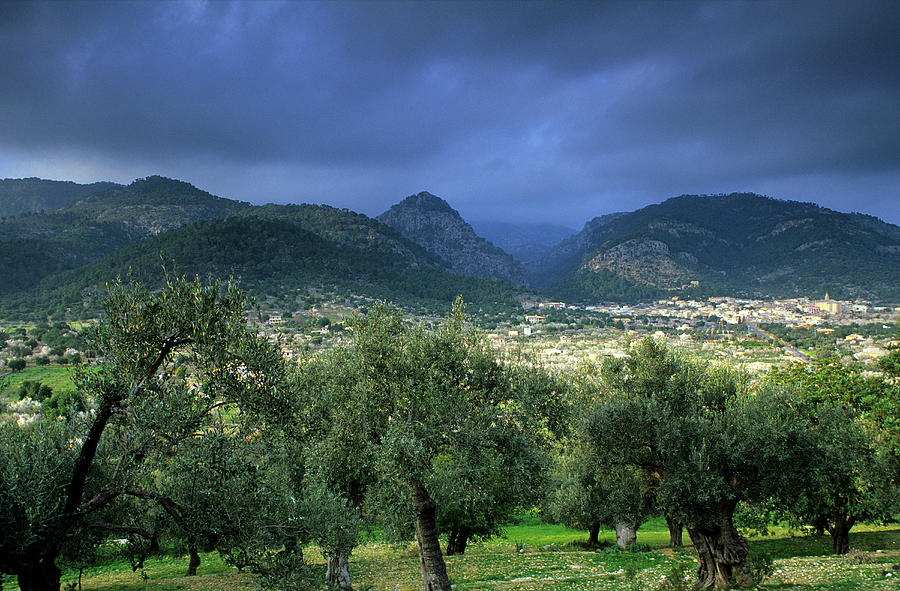 Europe, Spain, Majorca, Near Selva, Bloomy Almond Trees Photograph by H.& D. Zielske