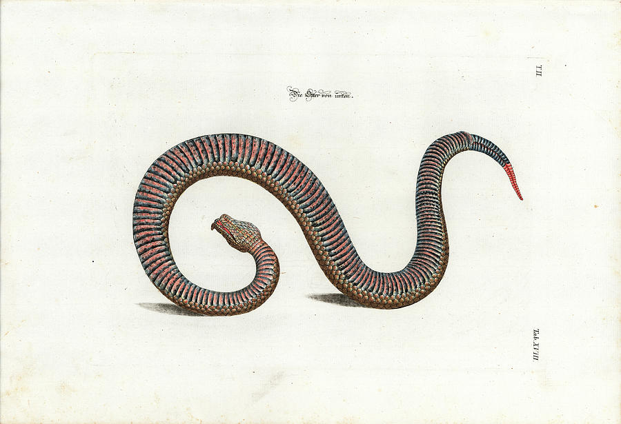 Viper Drawing - European Adder by Johann Daniel Meyer