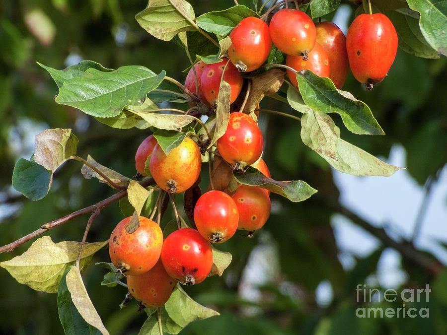 European Apple (malus Sylvestris john Downie) Photograph by Martyn F. Chillmaid/science Photo Library