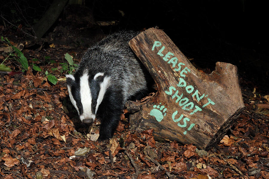 European Badger And Message 'please Don't Shoot Us' Photograph by Nick ...