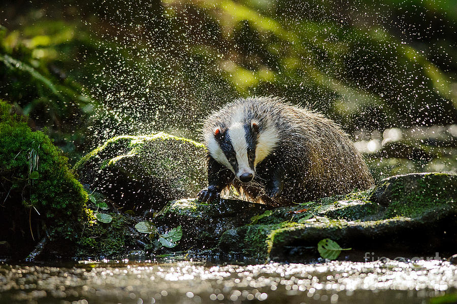 Fur Photograph - European Badger Shaking And Splashing by Stanislav Duben Fur Photograph - European Badger Shaking And Splashing by Stanislav Duben
