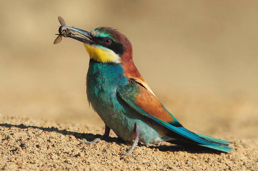 Animal Photograph - European Bee-eater (merops Apiaster) by Markusmarkus