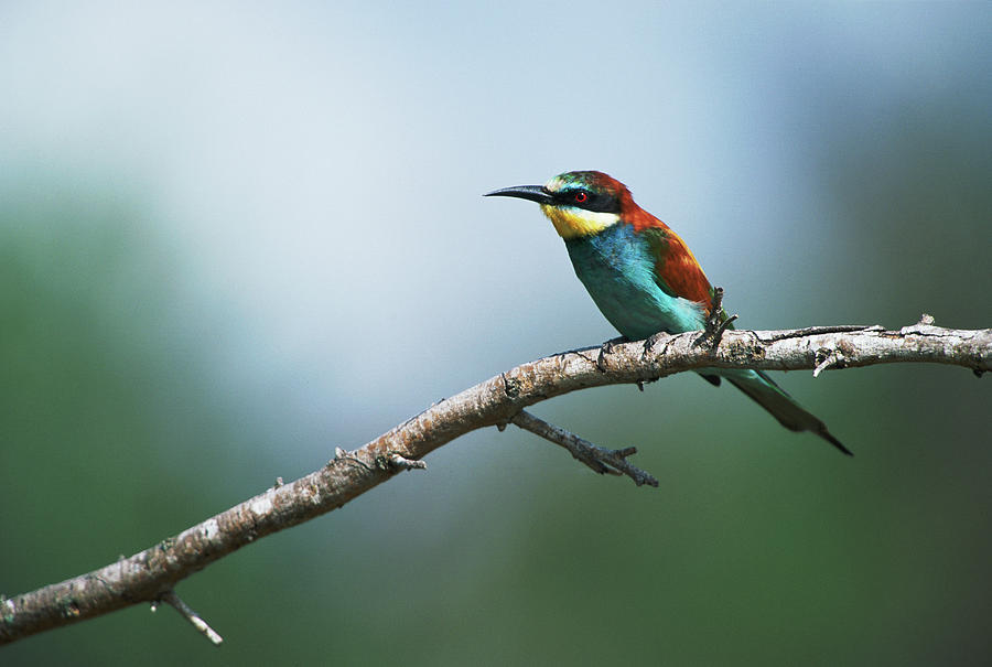 European Bee-eater Merops Apiaster On Photograph by Gallo Images-gerald Hinde