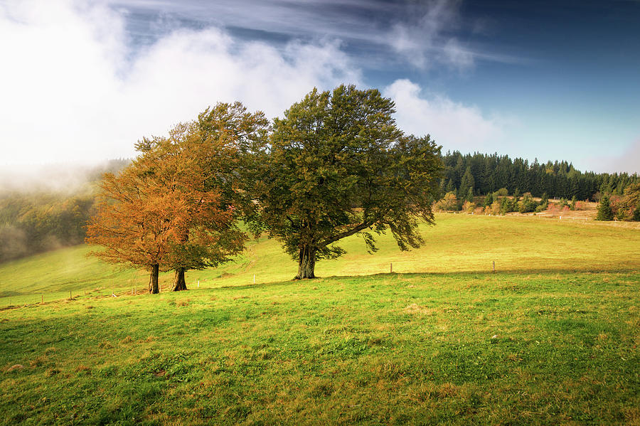 European Beech Trees Photograph by Dennis Fischer Photography
