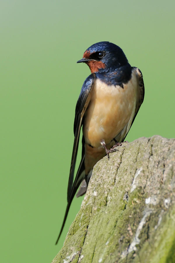 European Birds Barn Swallow Photograph By Ralf Kistowski