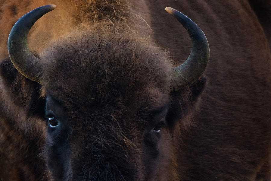 European Bison Close Up Showing Horns, The Netherlands Photograph by ...