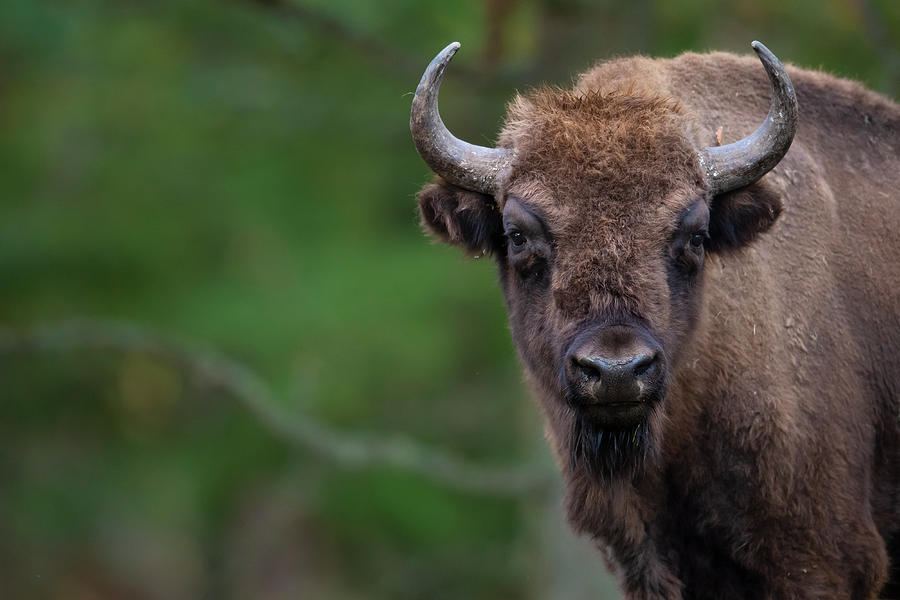 European Bison . Eriksberg Wildlife And Nature Park Photograph by Staffan Widstrand / Naturepl.com European Bison . Eriksberg Wildlife And Nature Park Photograph by Staffan Widstrand / Naturepl.com