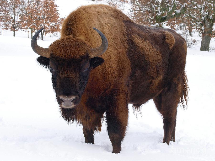 Winter Photograph - European Bison by Javier Trueba/msf/science Photo Library