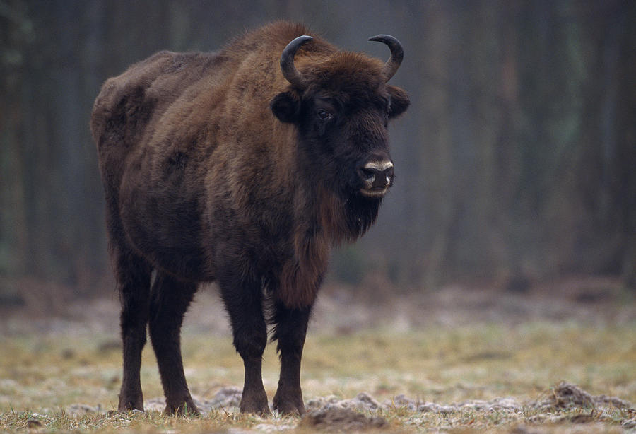 European Bison Male In Mist Bison Photograph by Nhpa - Fine Art America