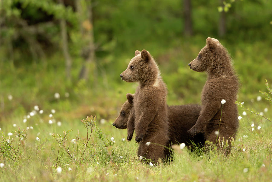 European Brown Bear Cubs Standing, Finland, June Photograph by Danny ...