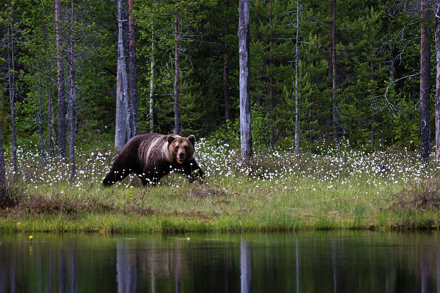 European Brown Bear Looking Out From Lakeside Forest Digital Art by ...