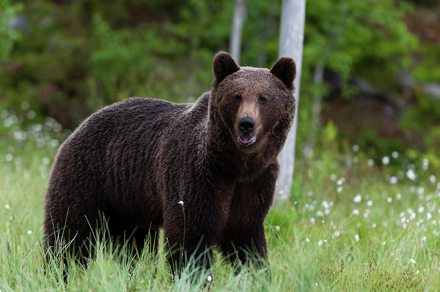 european-brown-bear-ursus-arctos-photograph-by-sergio-pitamitz-pixels