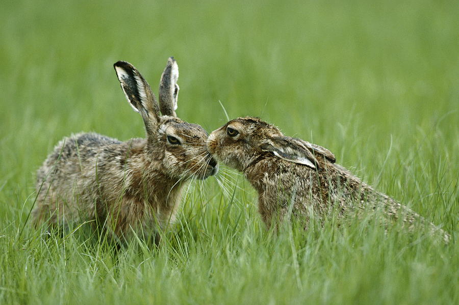 European Brown Hares Photograph by Nhpa