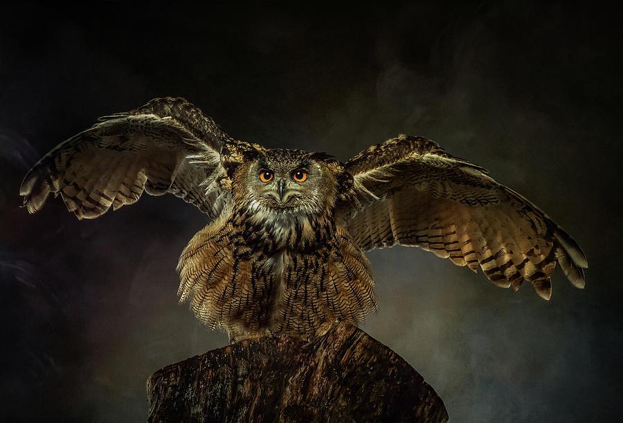 Owl Photograph - European Eagle Owl by Natascha Worseling